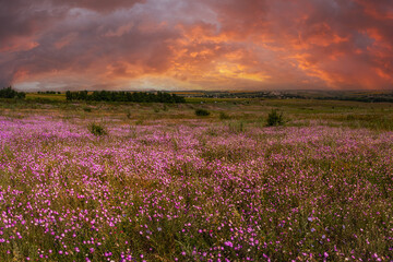 Wild purple flowers in steppe and sunrise