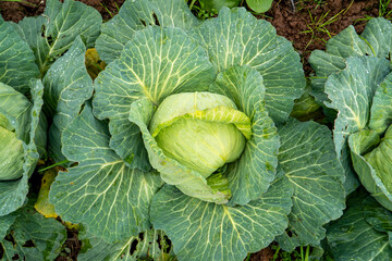 Organic vegetables grown in the garden
