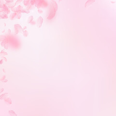 Fototapeta premium Sakura petals falling down. Romantic pink flowers corner. Flying petals on pink square background. Love, romance concept. Shapely wedding invitation.