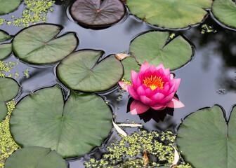 Beautiful pink waterlily or lotus flower  with green leaves growing out of the muddy water in a...