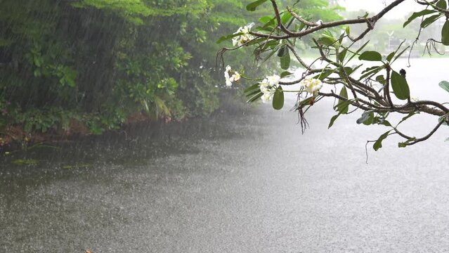 A Heavy Rain Pounds The Lake Surface, Rainstorm Showing Trees Being Blown By Strong Winds, With Nature Rain And Thunderstorm Sounds.