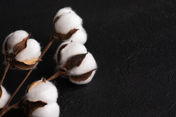 Cotton flowers on black background