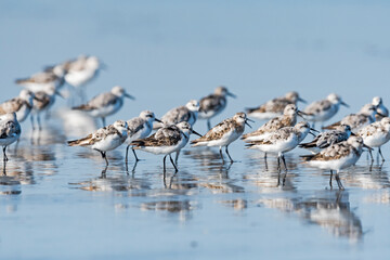 ミユビシギの群れ(Sanderling)