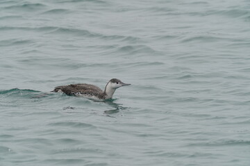 red throated loon is hunting a fish in the sea