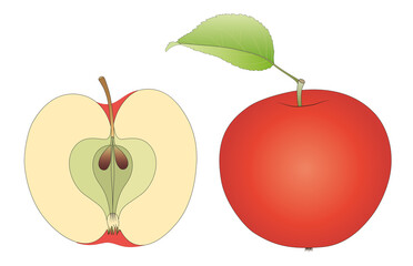 Red apple and a half of apple, fruit
