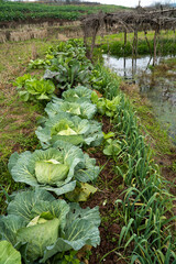 Organic vegetables grown in the garden