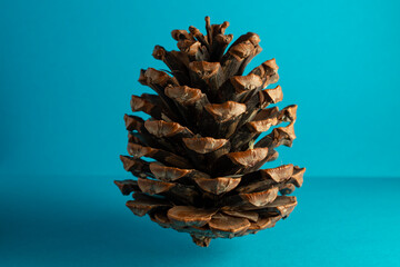 Pinus radiata (monterey) pine cone, isolated on blue background