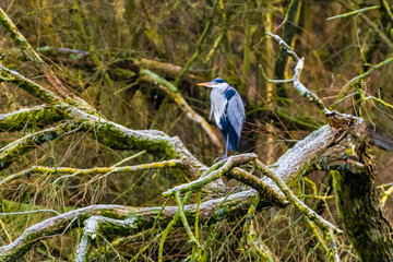 blue heron perched on branch