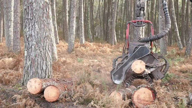 machine for cutting pine trunks with a determined length (slow motion)