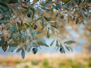 olive grove, branch detail. Raw ripe fresh olives growing in mediterranean garden ready to harvest, soft focus.