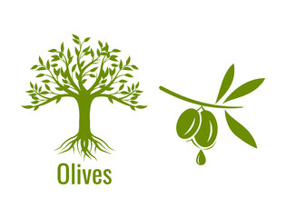 olive tree and olive branch with drop of olive oil vector illustration 