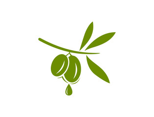 olive branch vector illustration design 