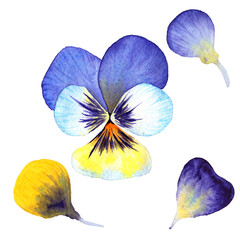 Watercolor pansies with petals, garden flowers, vibrant and colorful. Clothes print , fabric printing. Postcard design, spring mood. Wedding card. Raster stock clipart, isolated on white background.