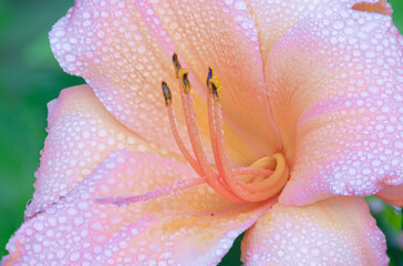 pink lily closeup