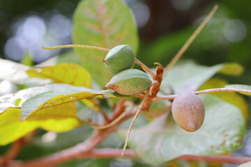 photo of Green fresh ripe almond fruit hanging on a tree branch in the garden