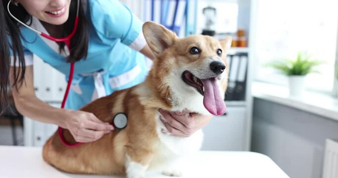 Woman veterinarian listening to dog with stethoscope in clinic 4k movie