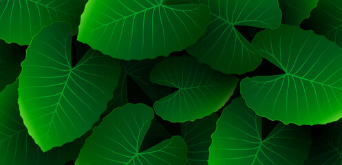 Caladium green leaf texture on dark background. Tropical nature green leaf pattern elements. Beautiful tropical forest creative design. Green plant garden. Botanical elements. Vector illustration