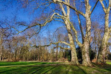 Alte Platanen in einem historischen Schlosspark in Paffendorf