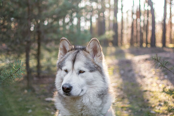 Obraz premium Attentive look of a dog observing the forest. Young Alaskan Malamute female sitting in a sunny pine grove. Selective focus on the details, blurred background.
