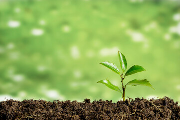 Green seedling growing on the ground in the rain