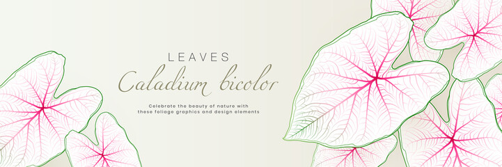 Caladium bicolor leaf horizontal banner design with tropical nature background. Exotic botanical template elements with space for your text. Suit for poster, cosmetics, perfume, health care products