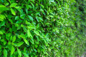 Green banyan leaves wall (tree wall) panorama used as art work and backdrop design nature background.