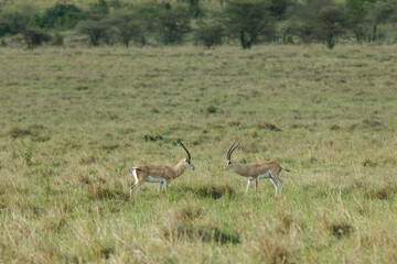 Naklejka na ściany i meble impalas facing off in the savannah