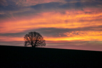 Eizelner Baum im Sonnenaufgang