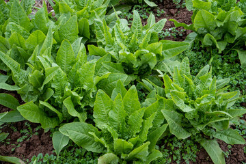 Green vegetables grown in Chinese rural vegetable fields