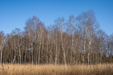 Obraz na płótnie Canvas Moorbirkenwald im Banngebiet Staudacher am Federsee
