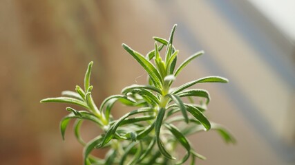 Fototapeta na wymiar close up of a plant, rosemary 