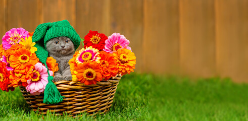 A small gray kitten lying in a basket full of multi-colored dahlias standing on the green grass of the lawn with a green cap on his head and a scarf around his neck.