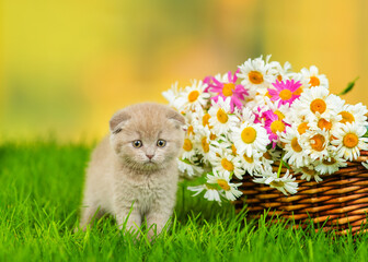 Naklejka na ściany i meble Small gray fold kitten sitting next to a wicker basket with a huge bouquet of daisies on the green grass