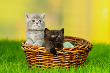 Fluffy kittens sitting in a wicker basket on a green lawn