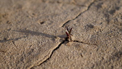A plant grows from cracked ground, water crisis, and drought recovery. Global warming and Drought relief concepts.