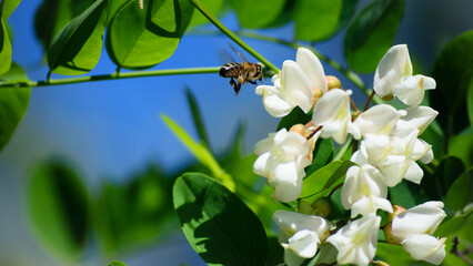 Robinia pseudoacacia. bee on white acacia flowers. spring time. insect in nature. white flowers on...