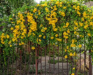 "cat's claw creeper" yellow flowers on forged iron door, house garden entrance
