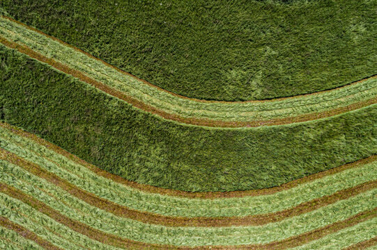 Aerial view from above harvested green rows in hay crop, Auvergne, France
