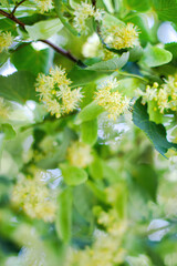 Linden tree flowers clusters tilia cordata, europea, small-leaved lime, littleleaf linden bloom. Pharmacy, apothecary, natural medicine, healing herbal tea, aromatherapy. Spring background.