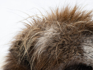 brown animal fur as background