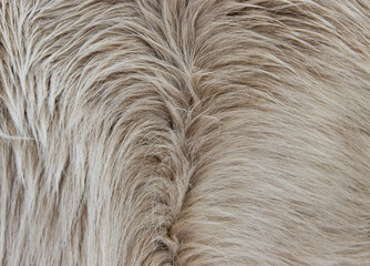 white animal fur as background