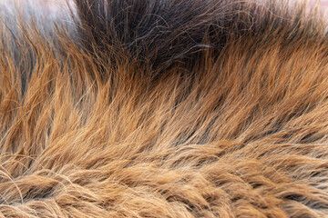 brown animal fur as background