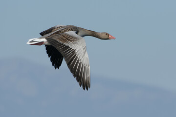 Fototapeta na wymiar Greylag Goose (Anser anser) flying