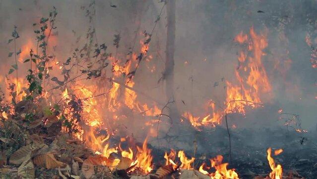 Wildfire disaster is burning in tropical forest caused by human