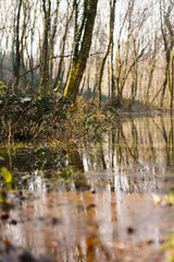 Obraz premium The rainforest in the rainy season