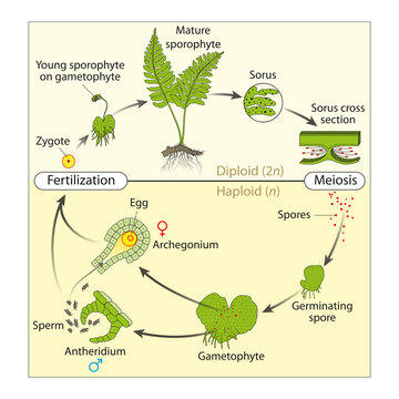 Life cycle of fern