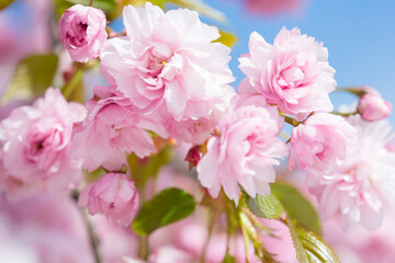 Fototapeta na wymiar Light pink flowers of Sakura against blu sky. Shallow depth of field. Selective focus.