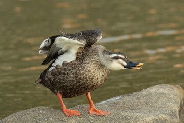 首を伸ばし翼を上げるカルガモ