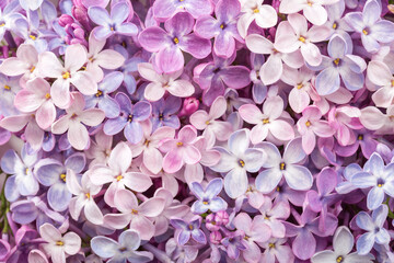 Macro image of different  Lilac flowers. Gentle floral background. Selective focus
