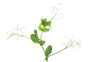 Branch of Pisum Sativum (Pea) with flowers  isolated on  white background. Selective focus.